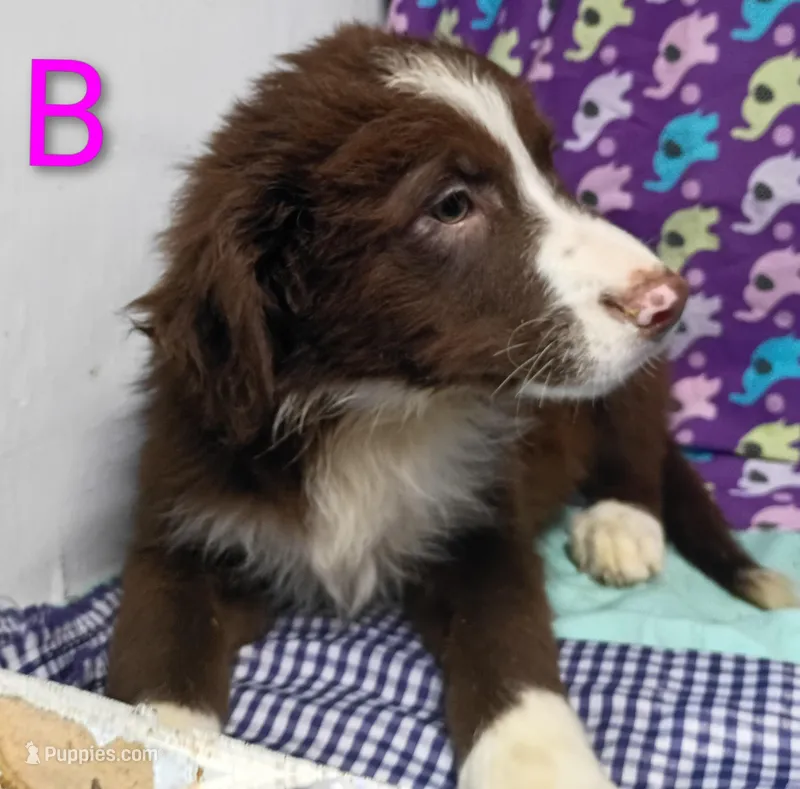 Aussie boy B – Australian Shepherd puppy for sale in Montgomery, MI