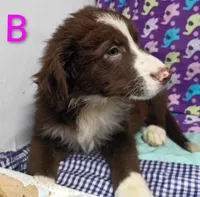 Aussie boy B, a male Australian Shepherd for sale in Montgomery, MI – Photo 1 of 10