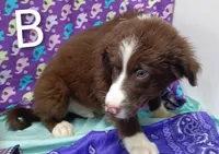 Aussie boy B, a male Australian Shepherd for sale in Montgomery, MI – Photo 9 of 10