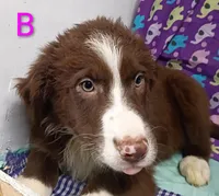 Aussie boy B, a male Australian Shepherd for sale in Montgomery, MI – Photo 7 of 10