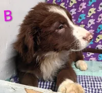 Aussie boy B, a male Australian Shepherd for sale in Montgomery, MI – Photo 6 of 10