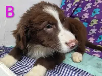 Aussie boy B, a male Australian Shepherd for sale in Montgomery, MI – Photo 10 of 10
