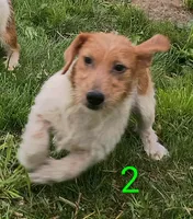 Male 2, a male Jack Russell Terrier for sale in Montgomery, MI – 2 of 8