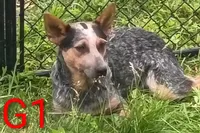G1, a female Australian Cattle Dog for sale in Montgomery, MI – 7 of 10