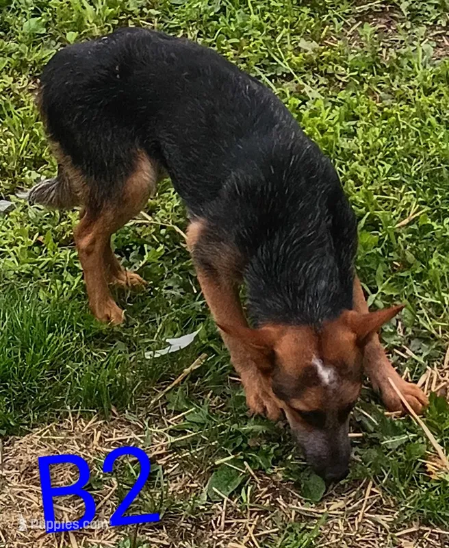 B2 – Australian Cattle Dog puppy for sale in Montgomery, MI