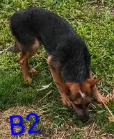 B2, a male Australian Cattle Dog for sale in Montgomery, MI – 1 of 4