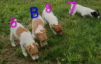 Girl , a female Jack Russell Terrier for sale in Montgomery, MI – 6 of 10
