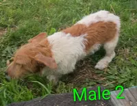 Male 2, a male Jack Russell Terrier for sale in Montgomery, MI – 4 of 8