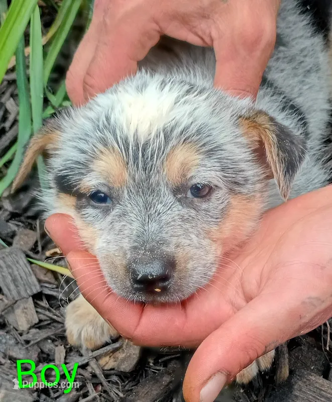 Boy – Australian Cattle Dog puppy for sale in Montgomery, MI