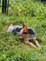 Heeler female, a female Australian Cattle Dog for sale in Montgomery, MI – 5 of 8