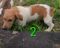 Male 2, a male Jack Russell Terrier for sale in Montgomery, MI – 7 of 8