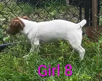Female 8, a female Jack Russell Terrier for sale in Montgomery, MI – 4 of 7
