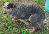 G4, a female Australian Cattle Dog for sale in Montgomery, MI – 3 of 7