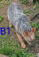 B1, a male Australian Cattle Dog for sale in Montgomery, MI – 5 of 6