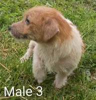 Male 3, a male Jack Russell Terrier for sale in Montgomery, MI – 9 of 10