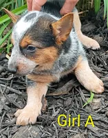 Girl A, a female Australian Cattle Dog for sale in Montgomery, MI – 2 of 10