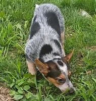 Female Heeler, a female Australian Cattle Dog for sale in Montgomery, MI – 8 of 10