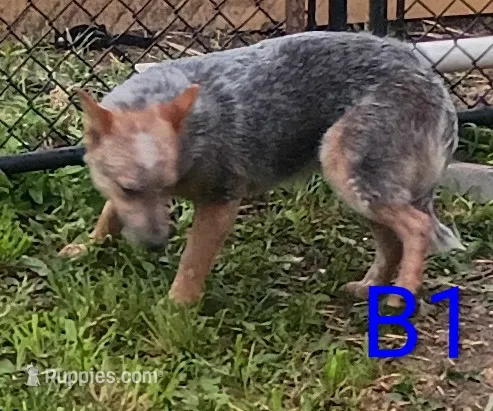 B1 – Australian Cattle Dog puppy for sale in Montgomery, MI