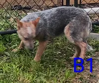 B1, a male Australian Cattle Dog for sale in Montgomery, MI – 1 of 6