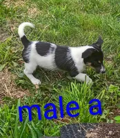 male, a male Jack Russell Terrier for sale in Montgomery, MI – 3 of 9