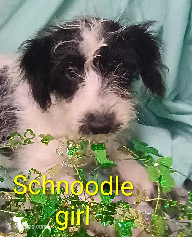 Schnoodle girl  – Schnoodle puppy for sale in Montgomery, MI