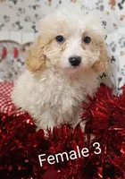 female 3, a female Poodle - Toy  for sale in Montgomery, MI – Photo 2 of 6