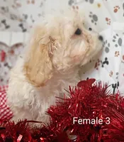 female 3, a female Poodle - Toy  for sale in Montgomery, MI – Photo 4 of 6