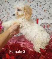 female 3, a female Poodle - Toy  for sale in Montgomery, MI – Photo 6 of 6