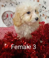 female 3, a female Poodle - Toy  for sale in Montgomery, MI – Photo 5 of 6