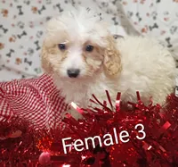 female 3, a female Poodle - Toy  for sale in Montgomery, MI – Photo 1 of 6