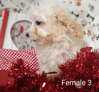 female 3, a female Poodle - Toy  for sale in Montgomery, MI – Photo 3 of 6