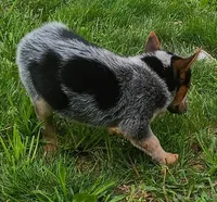 Female Heeler, a female Australian Cattle Dog for sale in Montgomery, MI – 2 of 10