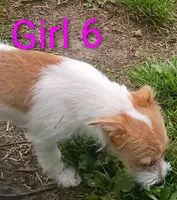 Girl 6, a female Jack Russell Terrier for sale in Montgomery, MI – 5 of 8