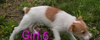 Girl 6, a female Jack Russell Terrier for sale in Montgomery, MI – 8 of 8
