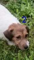 Female 2, a female Jack Russell Terrier for sale in Montgomery, MI – 4 of 10