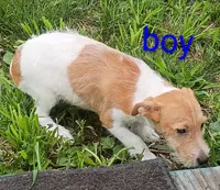 boy , a male Jack Russell Terrier for sale in Montgomery, MI – 5 of 10