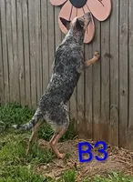B3, a male Australian Cattle Dog for sale in Montgomery, MI – 2 of 6