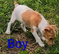 Jack male , a male Jack Russell Terrier for sale in Montgomery, MI – 5 of 8