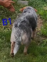 B1, a male Australian Cattle Dog for sale in Montgomery, MI – 2 of 6
