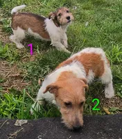 Male 2, a male Jack Russell Terrier for sale in Montgomery, MI – 8 of 8