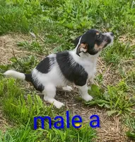 male, a male Jack Russell Terrier for sale in Montgomery, MI – 1 of 9