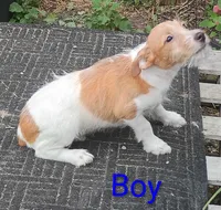 Jack male , a male Jack Russell Terrier for sale in Montgomery, MI – 7 of 8