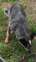 G4, a female Australian Cattle Dog for sale in Montgomery, MI – 4 of 7