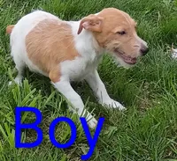 Jack male , a male Jack Russell Terrier for sale in Montgomery, MI – 3 of 8