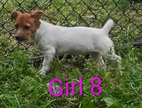 Female 8, a female Jack Russell Terrier for sale in Montgomery, MI – 5 of 7