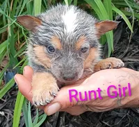 RUNT Girl , a female Australian Cattle Dog for sale in Montgomery, MI – 6 of 9