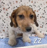 jack boy zz, a male Jack Russell Terrier for sale in Montgomery, MI – Photo 2 of 10