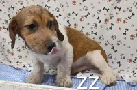 jack boy zz, a male Jack Russell Terrier for sale in Montgomery, MI – Photo 5 of 10