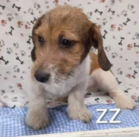 jack boy zz, a male Jack Russell Terrier for sale in Montgomery, MI – Photo 6 of 10