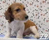 jack boy zz, a male Jack Russell Terrier for sale in Montgomery, MI – Photo 8 of 10